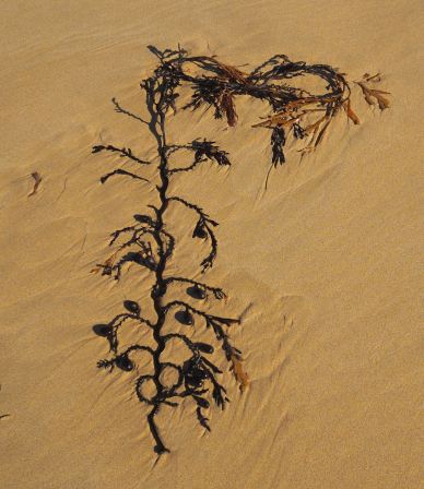 Art Seaweed